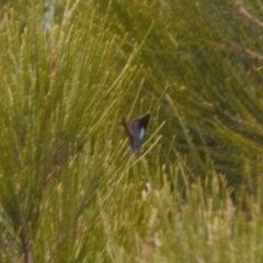 Hypochrysops delicia at Red Hill, ACT - suppressed