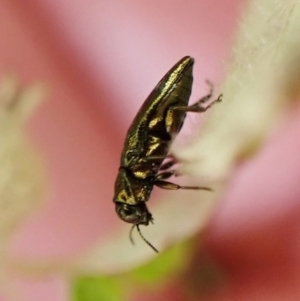 Aaaaba fossicollis at Cook, ACT - 17 Dec 2022 04:32 PM