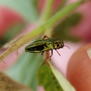 Aaaaba fossicollis at Cook, ACT - 17 Dec 2022 04:32 PM