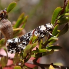 Lichenaula lichenea (Lichenaula lichenea) at Cook, ACT - 19 Dec 2022 by CathB