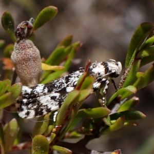 Lichenaula lichenea at Cook, ACT - 19 Dec 2022