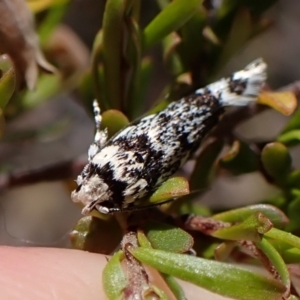 Lichenaula lichenea at Cook, ACT - 19 Dec 2022 11:53 AM