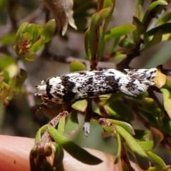 Lichenaula lichenea at Cook, ACT - 19 Dec 2022 11:53 AM