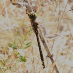 Anax papuensis (Australian Emperor) at Coree, ACT - 19 Dec 2022 by JohnBundock