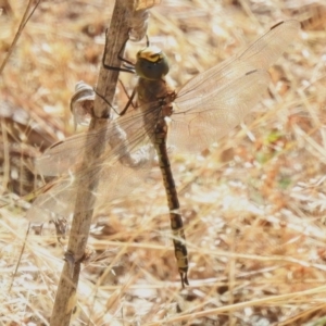 Anax papuensis at Coree, ACT - 20 Dec 2022 09:52 AM