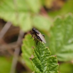 Unidentified Other true fly at Cook, ACT - 17 Dec 2022 by CathB