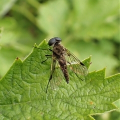 Chrysopilus sp. (genus) (A snipe fly) at Molonglo Valley, ACT - 17 Dec 2022 by CathB