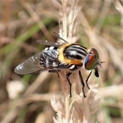 Scaptia (Scaptia) auriflua (A flower-feeding march fly) at Molonglo Valley, ACT - 14 Dec 2022 by CathB