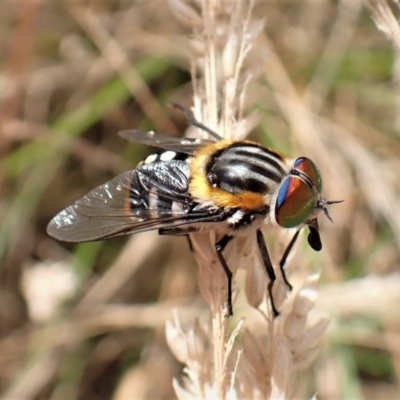 Scaptia (Scaptia) auriflua (A flower-feeding march fly) at Molonglo Valley, ACT - 14 Dec 2022 by CathB