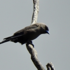 Artamus cyanopterus (Dusky Woodswallow) at Bungonia State Conservation Area - 7 Nov 2022 by GlossyGal