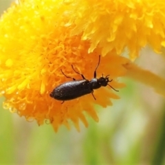 Dasytinae (subfamily) (Soft-winged flower beetle) at Mount Painter - 17 Dec 2022 by CathB