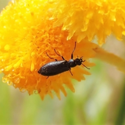 Dasytinae (subfamily) (Soft-winged flower beetle) at Cook, ACT - 17 Dec 2022 by CathB