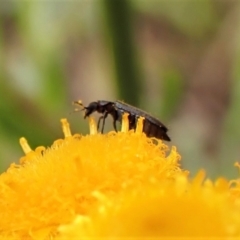 Dasytinae (subfamily) at Cook, ACT - 17 Dec 2022 03:17 PM