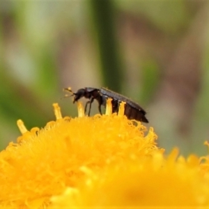 Dasytinae (subfamily) at Cook, ACT - 17 Dec 2022