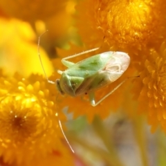 Miridae (family) (Unidentified plant bug) at Mount Painter - 17 Dec 2022 by CathB