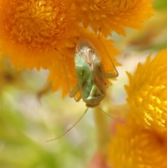 Miridae (family) at Cook, ACT - 17 Dec 2022 03:27 PM