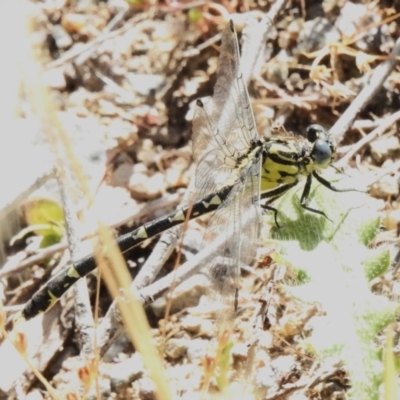 Hemigomphus sp. (genus) (Vicetail) at Coree, ACT - 20 Dec 2022 by JohnBundock