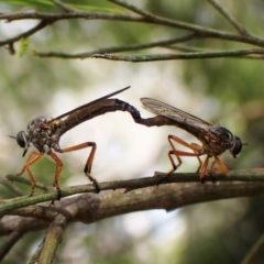 Cerdistus sp. (genus) (Slender Robber Fly) at Aranda Bushland - 20 Dec 2022 by CathB