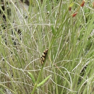 Tanyzancla argutella at Bungonia, NSW - 8 Nov 2022