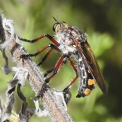 Chrysopogon muelleri (Robber fly) at Woodstock Nature Reserve - 19 Dec 2022 by JohnBundock