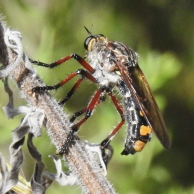 Chrysopogon muelleri (Robber fly) at Coree, ACT - 20 Dec 2022 by JohnBundock