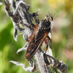 Chrysopogon muelleri at Coree, ACT - 20 Dec 2022