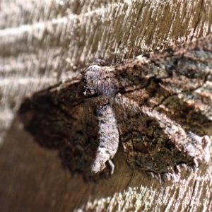 Pholodes sinistraria at Cook, ACT - 15 Dec 2022