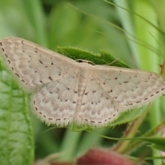 Idaea philocosma (Flecked Wave) at Aranda Bushland - 14 Dec 2022 by CathB