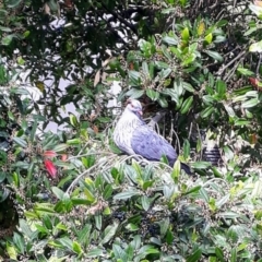 Lopholaimus antarcticus (Topknot Pigeon) at Kiama, NSW - 26 Oct 2021 by plants