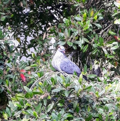 Lopholaimus antarcticus (Topknot Pigeon) at Kiama, NSW - 26 Oct 2021 by plants