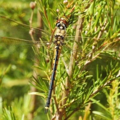 Hemicordulia tau (Tau Emerald) at Woodstock Nature Reserve - 19 Dec 2022 by JohnBundock