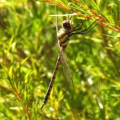 Hemicordulia tau at Coree, ACT - 20 Dec 2022 10:38 AM