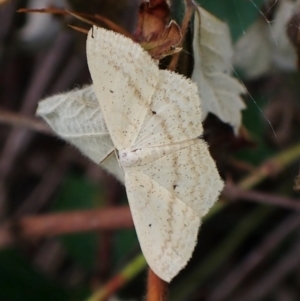 Scopula perlata at Molonglo Valley, ACT - 14 Dec 2022