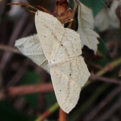 Scopula perlata (Cream Wave) at Molonglo Valley, ACT - 14 Dec 2022 by CathB