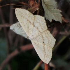 Scopula perlata at Molonglo Valley, ACT - 14 Dec 2022