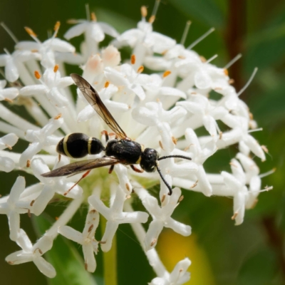 Eumeninae (subfamily) (Unidentified Potter wasp) at Paddys River, ACT - 10 Dec 2022 by DPRees125