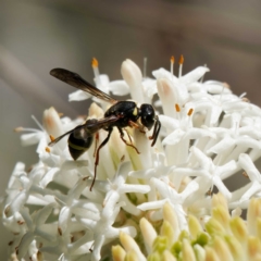 Eumeninae (subfamily) at Paddys River, ACT - 10 Dec 2022