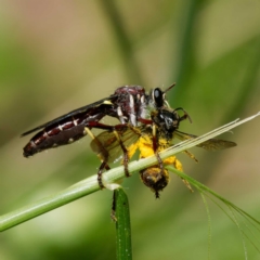 Daptolestes sp. (genus) at Paddys River, ACT - 10 Dec 2022