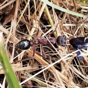 Myrmecia simillima at Cook, ACT - 14 Dec 2022 04:26 PM