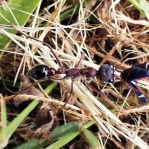 Myrmecia simillima at Cook, ACT - 14 Dec 2022