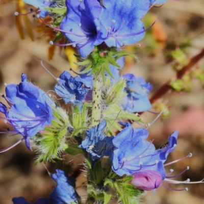 Echium vulgare (Vipers Bugloss) at Woodstock Nature Reserve - 20 Dec 2022 by JohnBundock