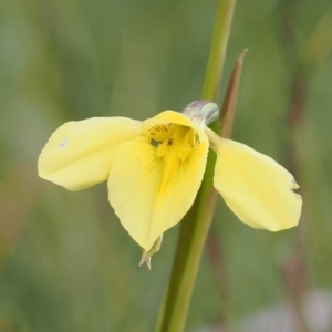 Diuris monticola at Bullocks Flat, NSW - suppressed