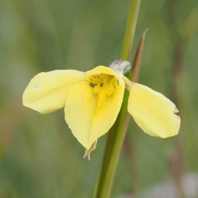 Diuris monticola (Highland Golden Moths) at Bullocks Flat, NSW - 13 Dec 2022 by RAllen