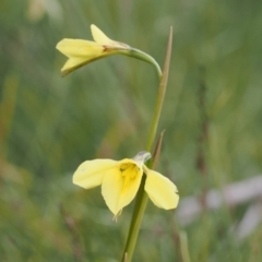 Diuris monticola at Bullocks Flat, NSW - suppressed