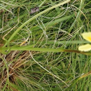 Diuris monticola at Bullocks Flat, NSW - suppressed