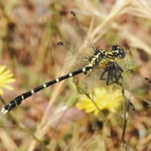 Hemigomphus heteroclytus at Woodstock Nature Reserve - 20 Dec 2022