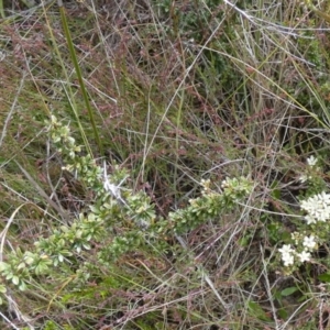 Bursaria spinosa subsp. lasiophylla at Borough, NSW - suppressed