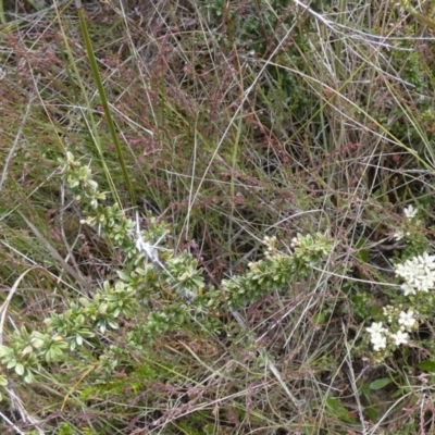 Bursaria spinosa subsp. lasiophylla (Australian Blackthorn) at Borough, NSW - 21 Dec 2022 by Paul4K