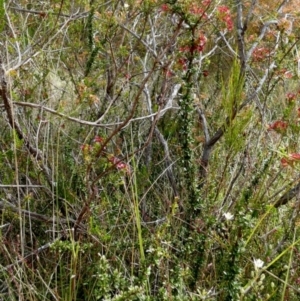 Bursaria spinosa subsp. lasiophylla at Borough, NSW - suppressed