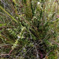 Bursaria spinosa subsp. lasiophylla at Borough, NSW - suppressed